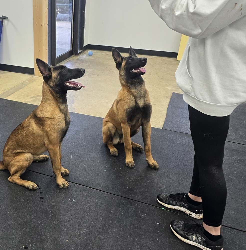 Detection K9 work